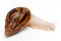 Achatina achatina achatina Nigeria typ 2 albino body semiadult, 9cm